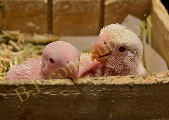 ウロコインコとコザクラインコのブリーダー Bird Farm 小夏日和