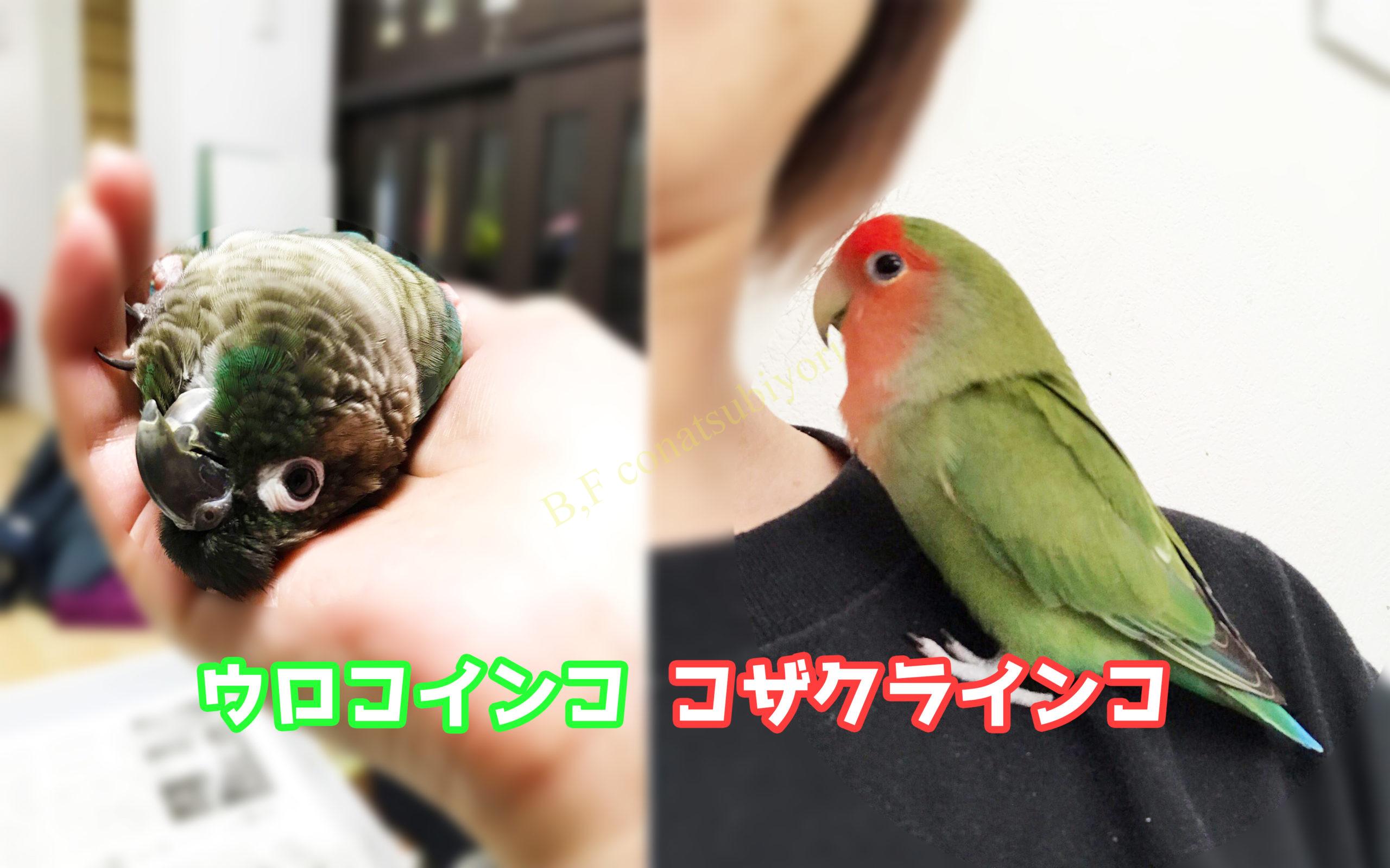コザクラインコ 値段 コザクラインコ 値段