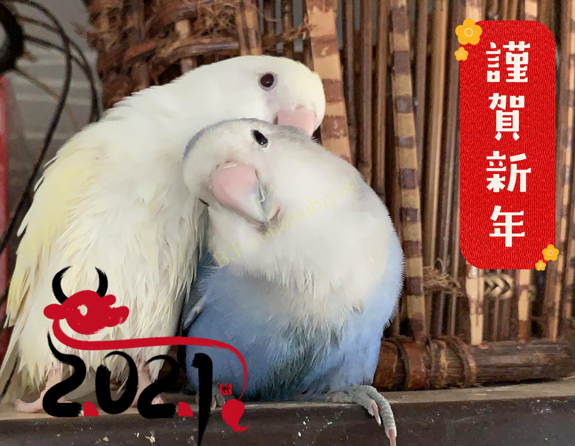 小夏日和 始動 Bird Farm 小夏日和 小夏日和 始動 Bird Farm 小夏日和