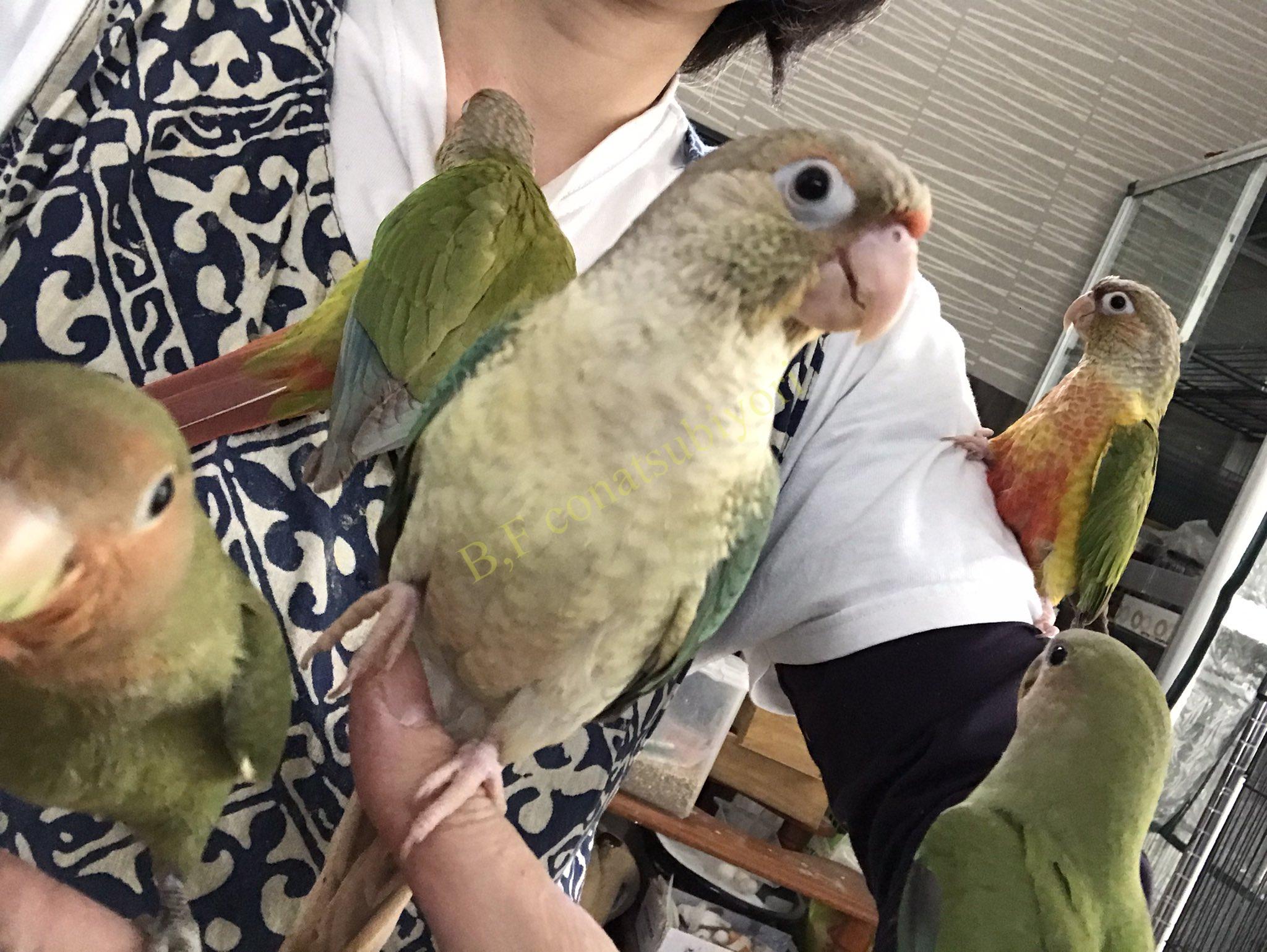 コザクラやウロコをブリーダーからお迎え メリットやデメリット7選 Bird Farm 小夏日和 コザクラやウロコをブリーダーからお迎え メリットやデメリット7選 Bird Farm 小夏日和