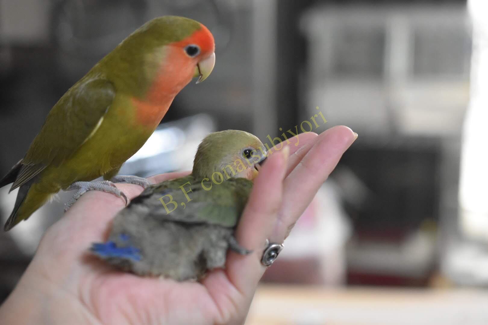 期間限定 ノーマルコザクラの里親予約開始でち Bird Farm 小夏日和 期間限定 ノーマルコザクラの里親予約開始でち Bird Farm 小夏日和