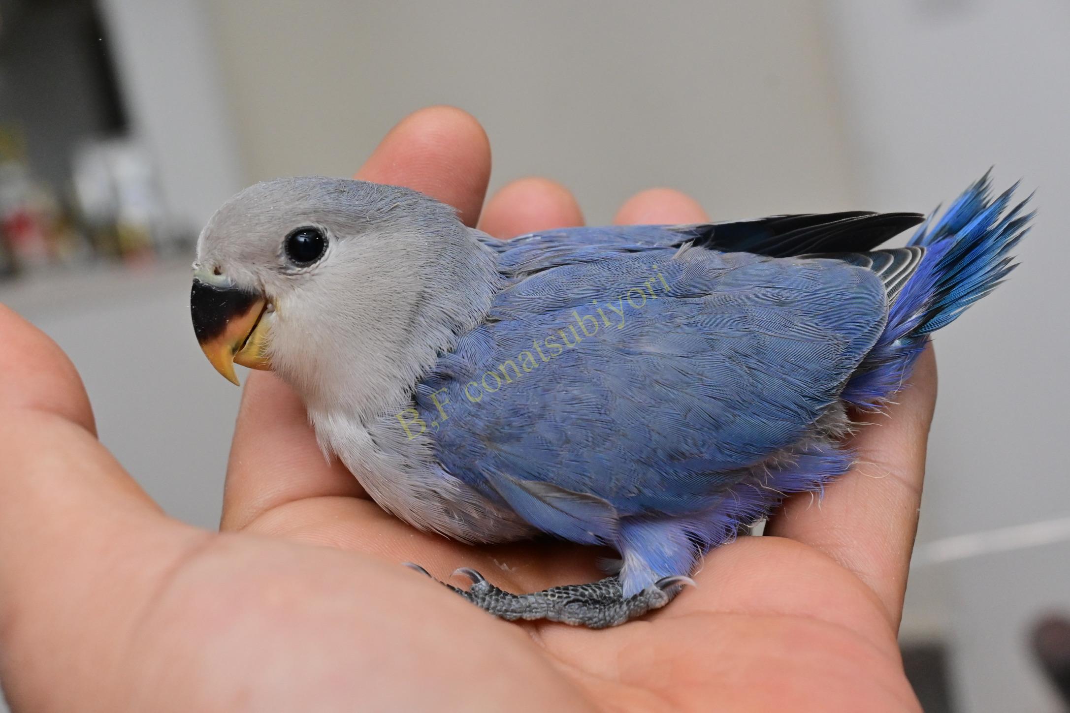 嬉しい誤算と ちょっとだけカラー紹介 N 里親様決定 コザクラインコ里親募集 Bird Farm 小夏日和