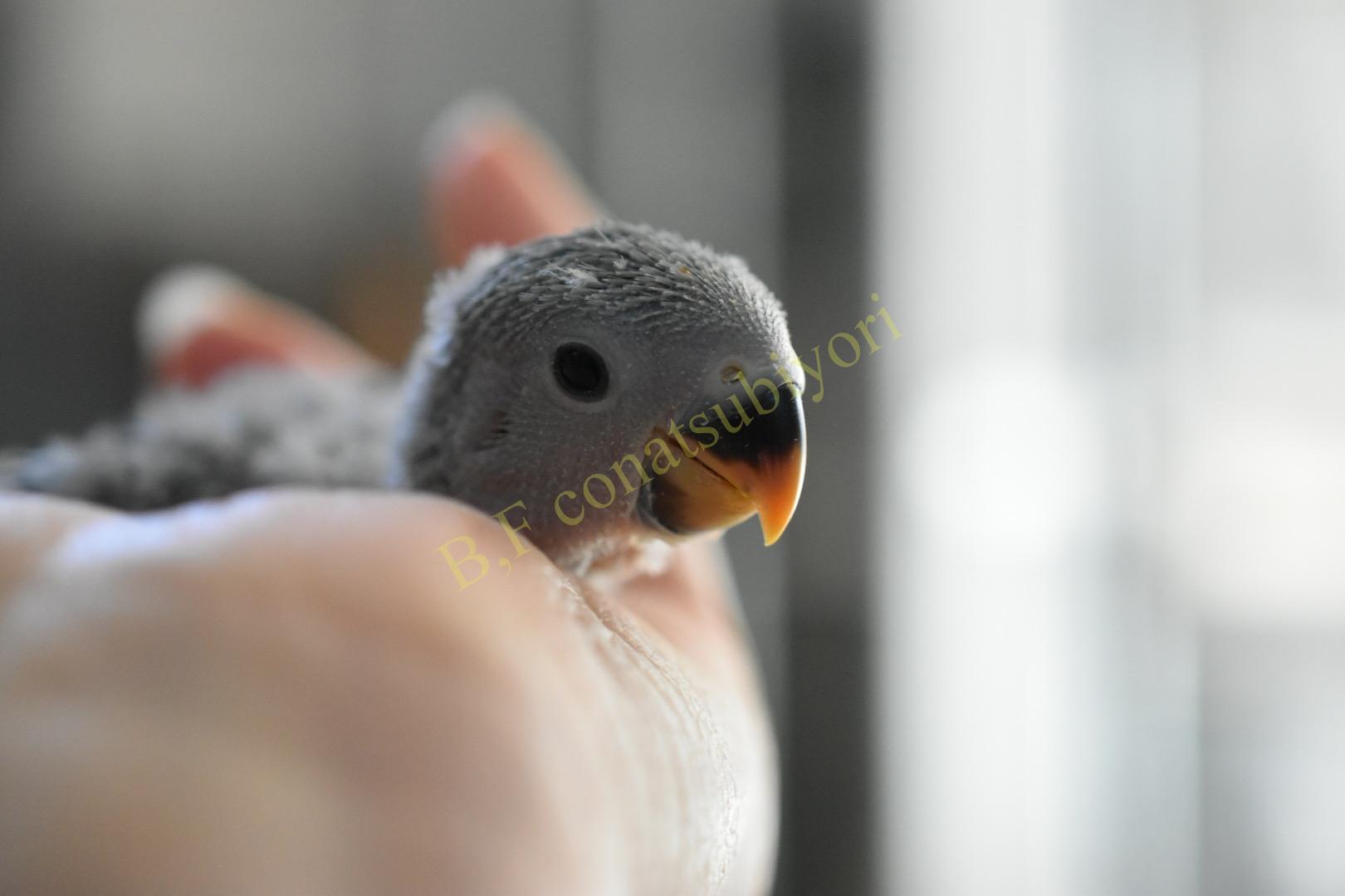 嬉しい誤算と ちょっとだけカラー紹介 N 里親様決定 コザクラインコ里親募集 Bird Farm 小夏日和