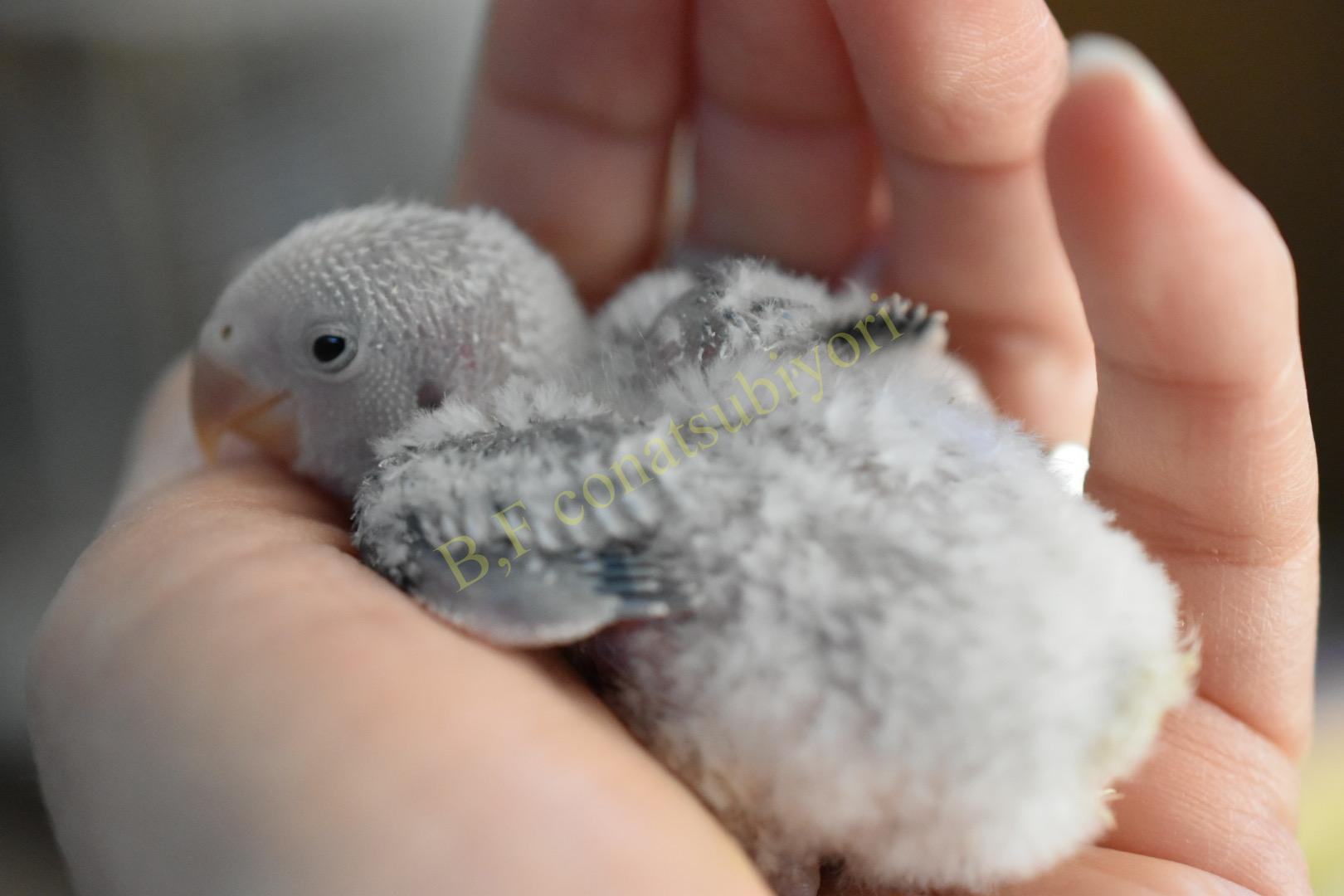 嬉しい誤算と ちょっとだけカラー紹介 N 里親様決定 コザクラインコ里親募集 Bird Farm 小夏日和