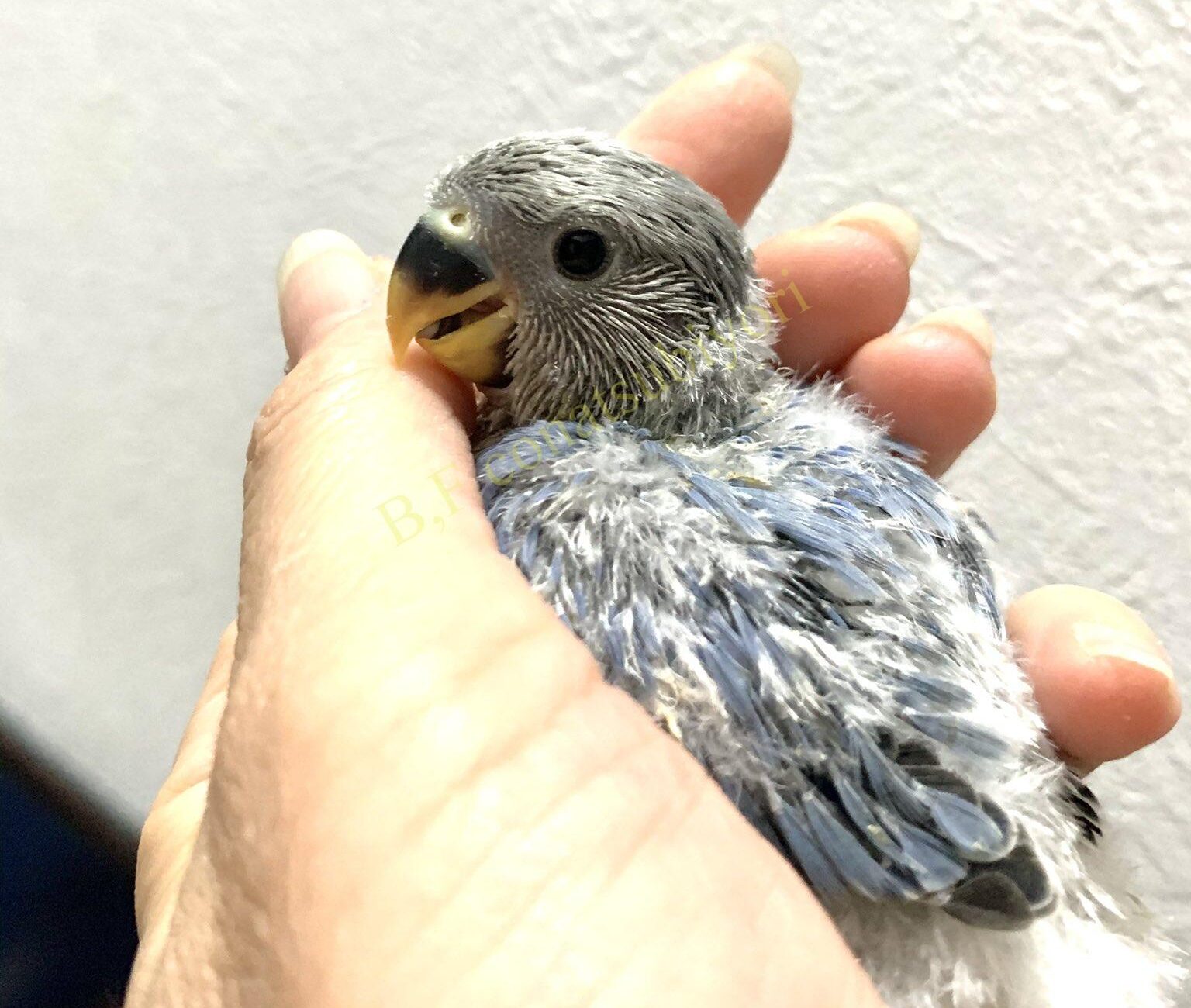 里親様決定しました コザクラインコwhバイオレットオパーリン 2 25日産まれ Bird Farm 小夏日和 里親様決定しました コザクラインコwhバイオレットオパーリン 2 25日産まれ Bird Farm 小夏日和