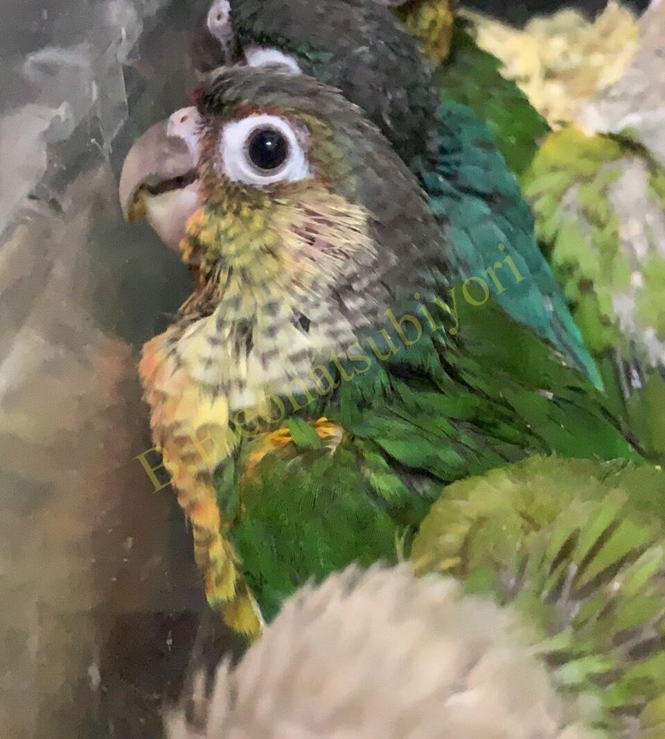 里親様決定 ウロコインコ ワキコガネspブルーパイナップル の里親募集 Bird Farm 小夏日和 里親様決定 ウロコインコ ワキコガネspブルーパイナップル の里親募集 Bird Farm 小夏日和