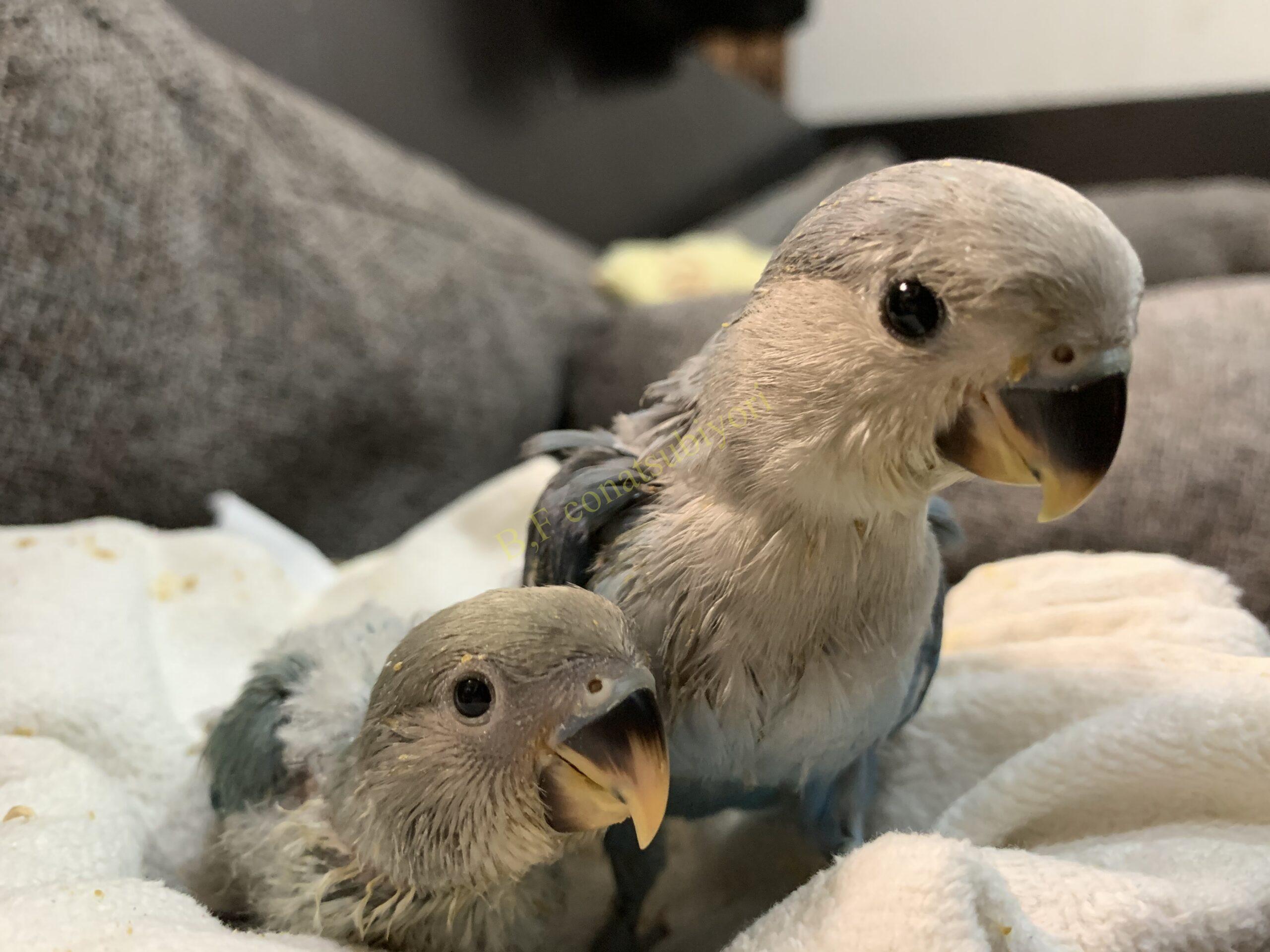 コザクラインコ里親様募集 里親様決定 Bird Farm 小夏日和 コザクラインコ里親様募集 里親様決定 Bird Farm 小夏日和