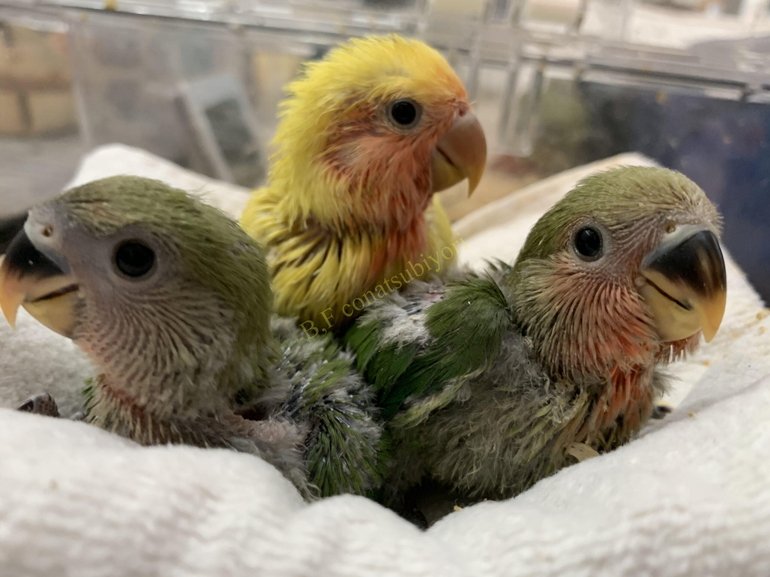 期間限定 コザクラインコの里親募集 Bird Farm 小夏日和 期間限定 コザクラインコの里親募集 Bird Farm 小夏日和