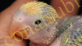 Bird Farm 小夏日和とは Bird Farm 小夏日和 Bird Farm 小夏日和とは Bird Farm 小夏日和