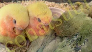 期間限定 ノーマルコザクラの里親予約開始でち Bird Farm 小夏日和 期間限定 ノーマルコザクラの里親予約開始でち Bird Farm 小夏日和