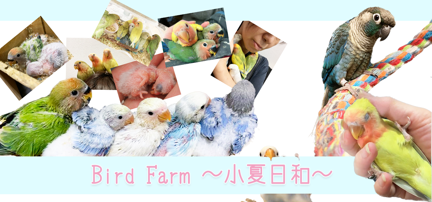 嬉しい誤算と ちょっとだけカラー紹介 N 里親様決定 コザクラインコ里親募集 Bird Farm 小夏日和