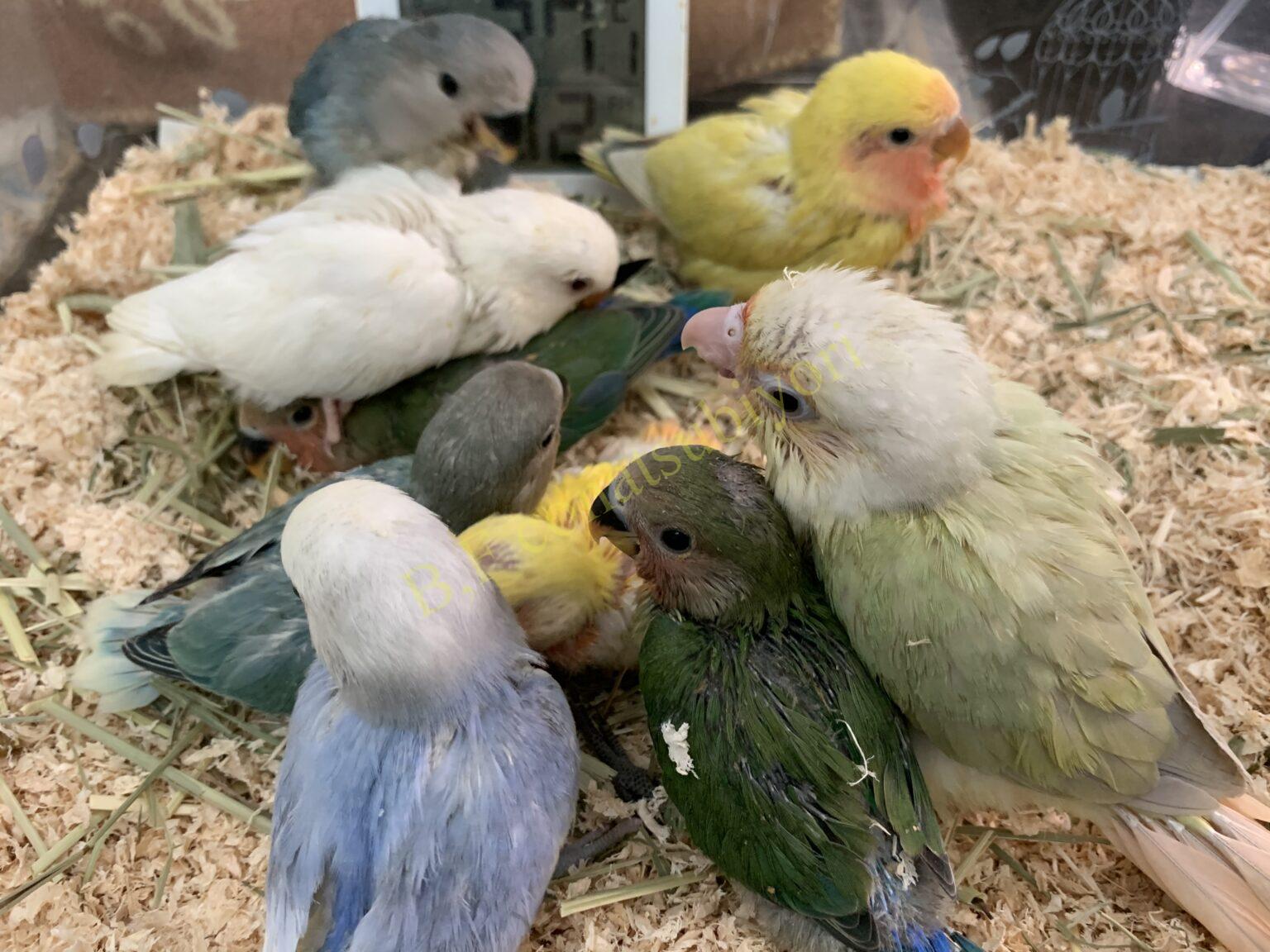 コザクラインコ&ウロコインコの繁殖近況 | Bird Farm 小夏日和/東京・関東のコザクラ&ウロコインコのブリーダー