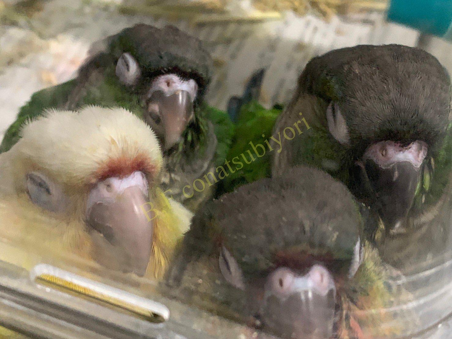 里親決定 ウロコインコ ノーマル の里親募集情報 東京 埼玉 神奈川 千葉の方もお迎えok Bird Farm 小夏日和 里親決定 ウロコインコ ノーマル の里親募集情報 東京 埼玉 神奈川 千葉の方もお迎えok Bird Farm 小夏日和