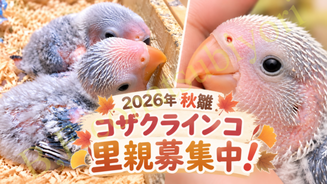 コザクラインコとウロコインコの違い！価格とか鳴き声とか | Bird Farm