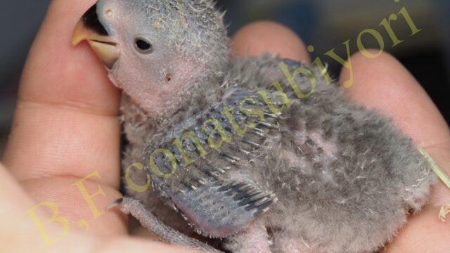 コザクラインコとウロコインコの違い！価格とか鳴き声とか | Bird Farm